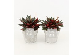 Peperomia caperata rosso in stone look pot