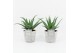 Aloe arborescens in stone look pot 