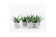Aloe arborescens in stone look pot 
