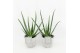 Aloe vera in stone look pot 