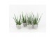 Aloe vera in stone look pot 