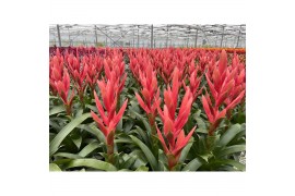 Tillandsia ziva