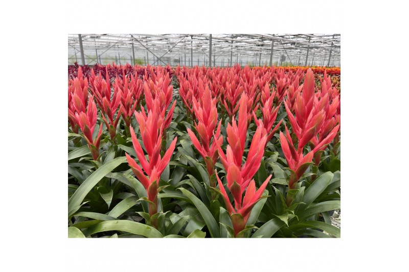 Tillandsia ziva 