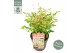 Nandina domestica twilight 