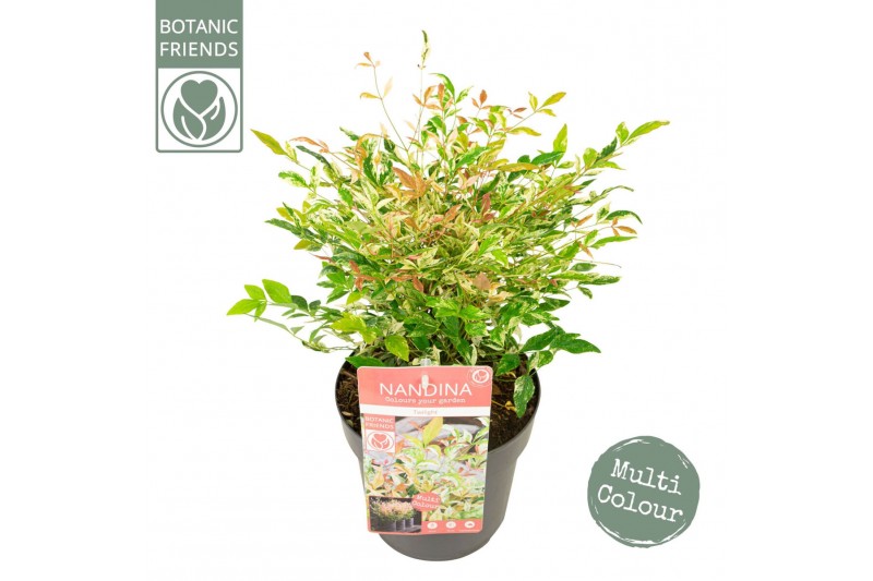 Nandina domestica twilight 