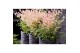 Nandina domestica twilight 