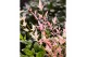 Nandina domestica twilight 