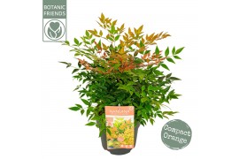 Nandina domestica magical sunrise