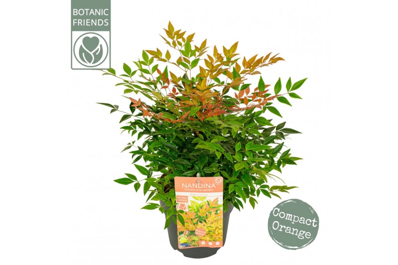 Nandina domestica magical sunrise 