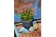 Nandina domestica magical sunrise 