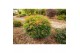 Nandina domestica magical sunrise 