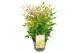 Nandina domestica magical sunrise 