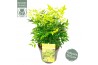 Nandina domestica magical lemon and lime