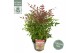 Nandina domestica obsessed 