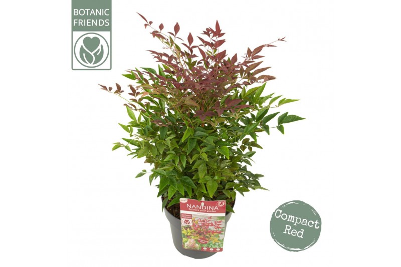 Nandina domestica obsessed 