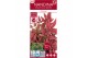 Nandina domestica obsessed 