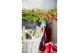 Nandina domestica obsessed 