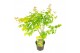 Acer palmatum orange dream 