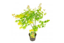 Acer palmatum orange dream
