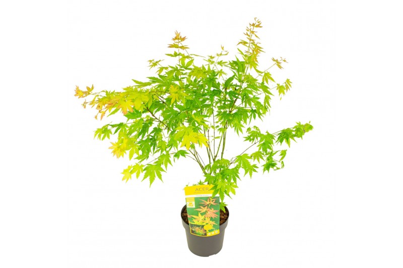 Acer palmatum orange dream 