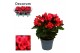Begonia elatior du. serena paars decorum 