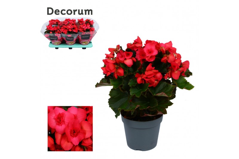 Begonia elatior du. serena paars decorum Begonia elatior du. serena paars decorum