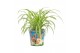 Chlorophytum comosum variegatum in beker pet candy konijn 