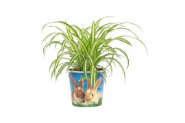 Chlorophytum comosum variegatum in beker pet candy konijn
