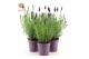Lavandula stoechas anouk 