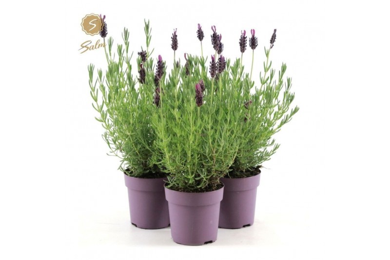 Lavandula stoechas anouk 