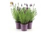 Lavandula stoechas anouk