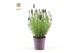 Lavandula stoechas anouk 