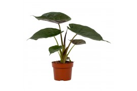 Alocasia wentii
