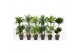 Dracaena mix 45-carrousel 