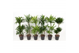 Dracaena mix 45-carrousel
