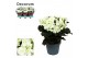 Begonia elatior du. joy white decorum 