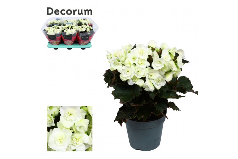 Begonia elatior du. joy white decorum 
