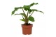 Alocasia overig Alocasia 