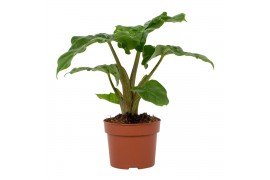 Alocasia overig Alocasia
