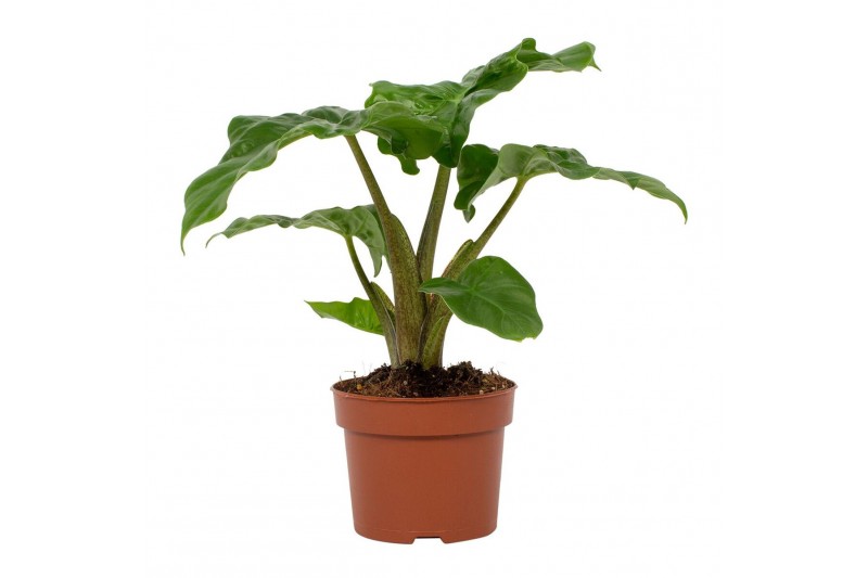 Alocasia overig Alocasia 