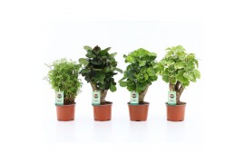 Polyscias overig Polyscias