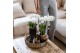 Arrangementen kamerplanten Kolibri Green up your home - Gift Set - Hom 