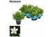 Campanula port. ice white decorum 