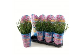 Allium Longlife