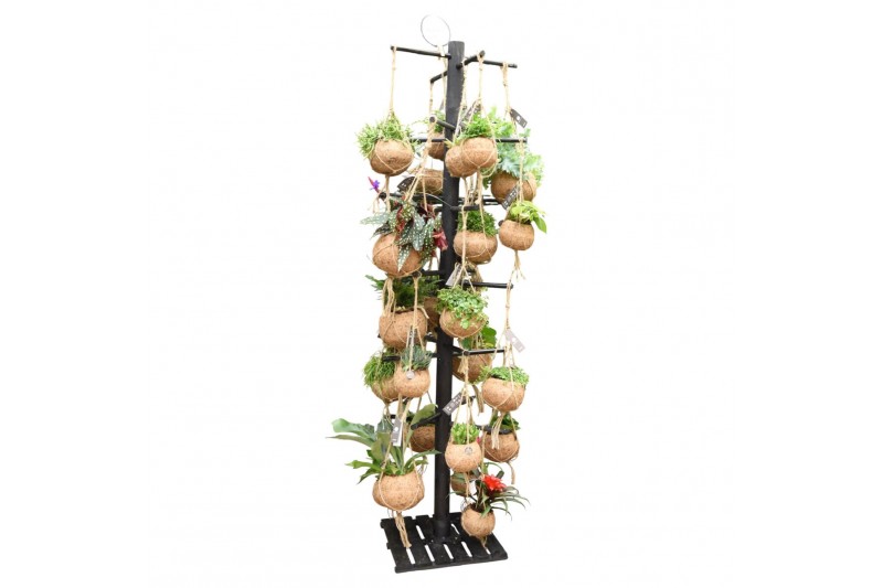 Hangplanten mix Kokodama Black Tree INCLUDING 48 best selling Kokodama 