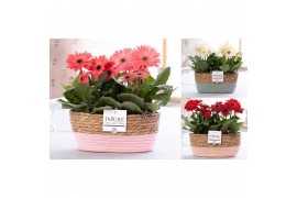 Gerbera mix belicht 2+ in Pure Collection fieldbasket 7