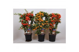 Pyracantha mix