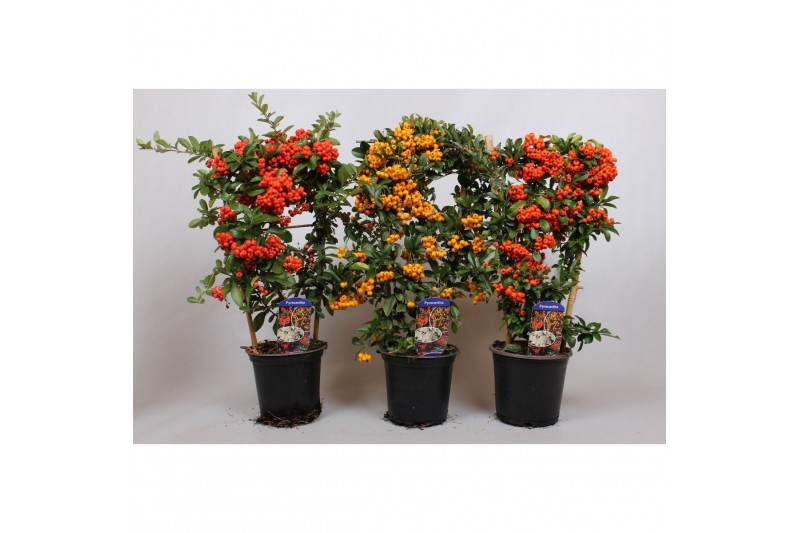 Pyracantha mix 