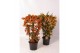 Pyracantha mix 