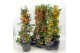 Pyracantha mix 